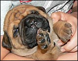 Puppies 1-3 weeks - Pennut 1-3 viikkoa